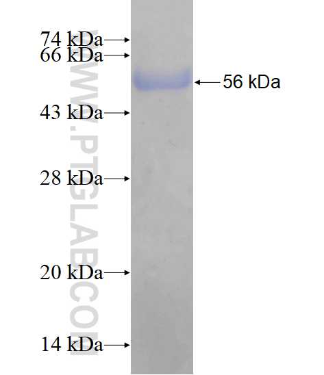 COASY fusion protein Ag3651 SDS-PAGE