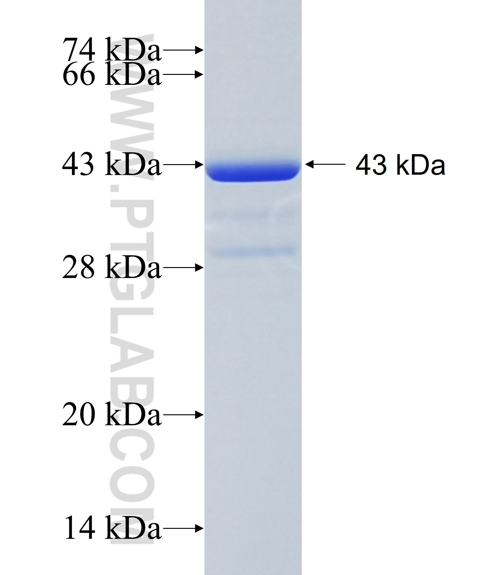 COBLL1 fusion protein Ag34853 SDS-PAGE
