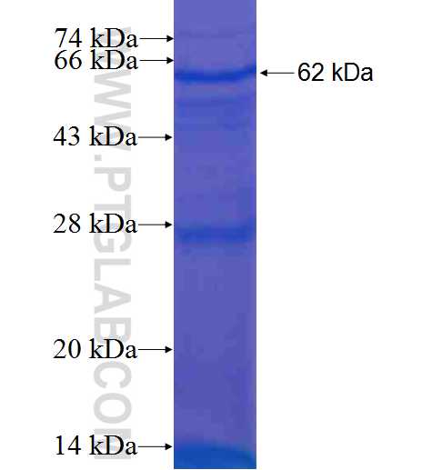 COCH fusion protein Ag0989 SDS-PAGE