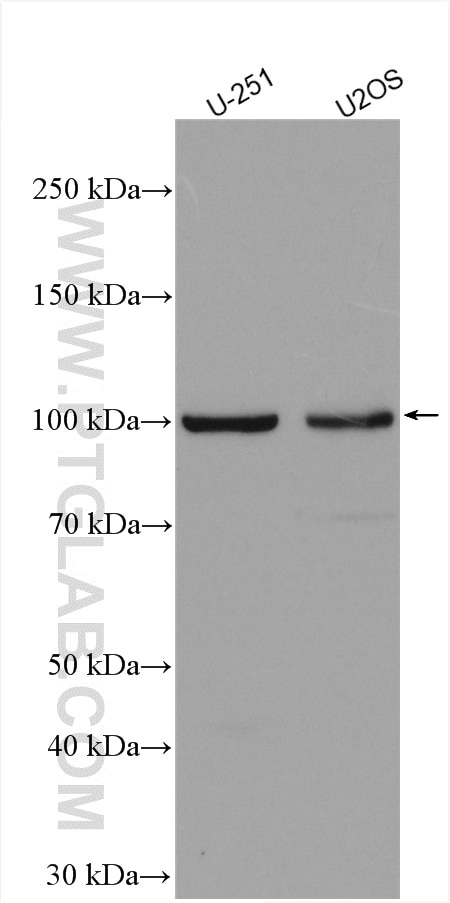 Western Blot (WB) analysis of various lysates using COG1 Polyclonal antibody (10767-1-AP)