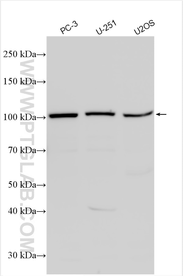 Western Blot (WB) analysis of various lysates using COG1 Polyclonal antibody (10767-1-AP)