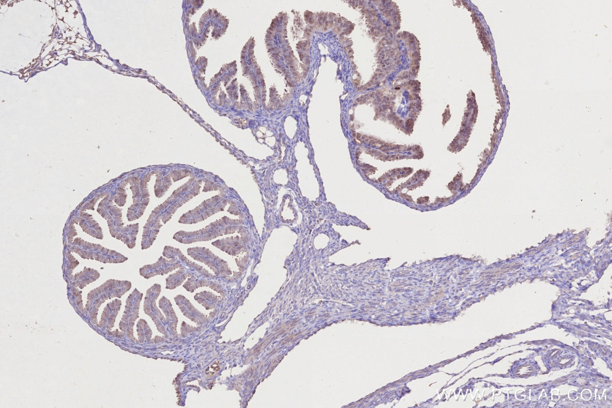 Immunohistochemistry (IHC) staining of mouse ovary tissue using COG1 Monoclonal antibody (68642-1-Ig)