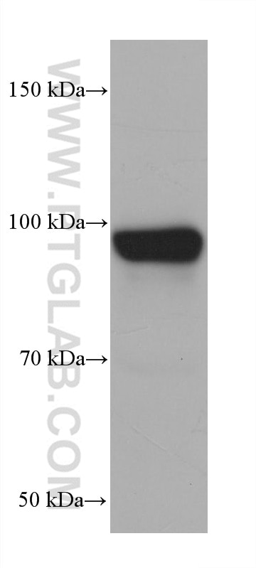 Western Blot (WB) analysis of LNCaP cells using COG1 Monoclonal antibody (68642-1-Ig)
