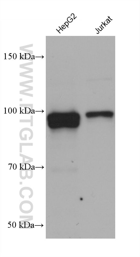 Western Blot (WB) analysis of various lysates using COG1 Monoclonal antibody (68642-1-Ig)