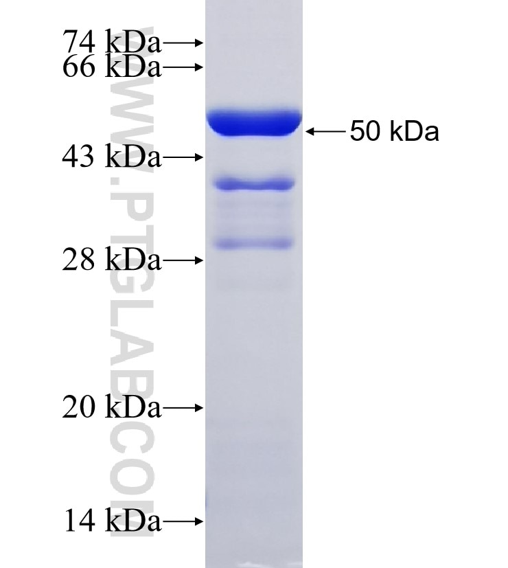 COG1 fusion protein Ag33924 SDS-PAGE