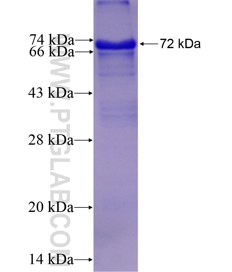 COG1 fusion protein Ag1203 SDS-PAGE