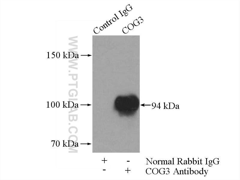Immunoprecipitation (IP) experiment of HeLa cells using COG3 Polyclonal antibody (11130-1-AP)
