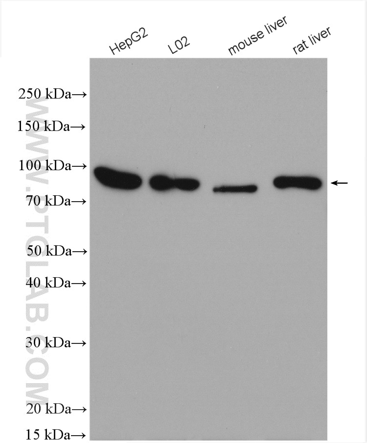 Western Blot (WB) analysis of various lysates using COG3 Polyclonal antibody (11130-1-AP)