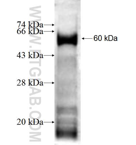 COG3 fusion protein Ag1610 SDS-PAGE