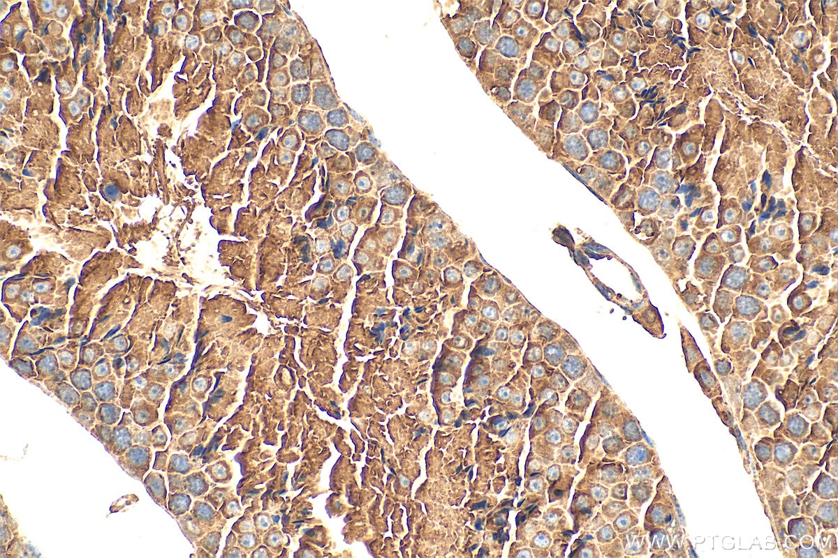 Immunohistochemistry (IHC) staining of mouse testis tissue using COG4 Polyclonal antibody (31539-1-AP)