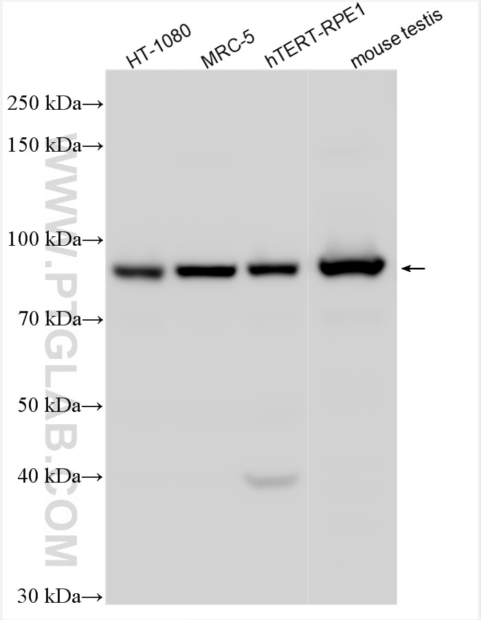 Western Blot (WB) analysis of various lysates using COG4 Polyclonal antibody (31539-1-AP)