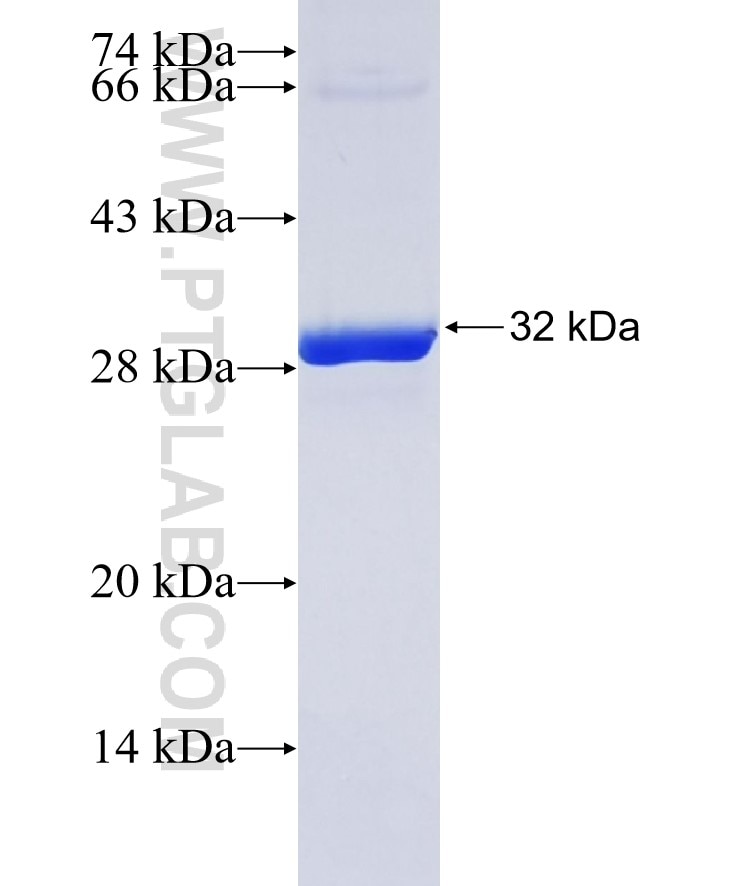 COG4 fusion protein Ag37501 SDS-PAGE