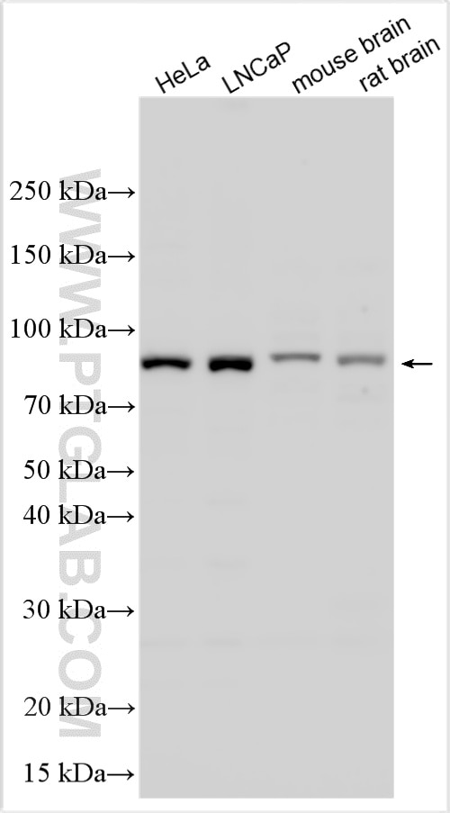 WB analysis using 31380-1-AP Western Blot (WB) analysis of various lysates using COG5 Polyclonal antibody (31380-1-AP)