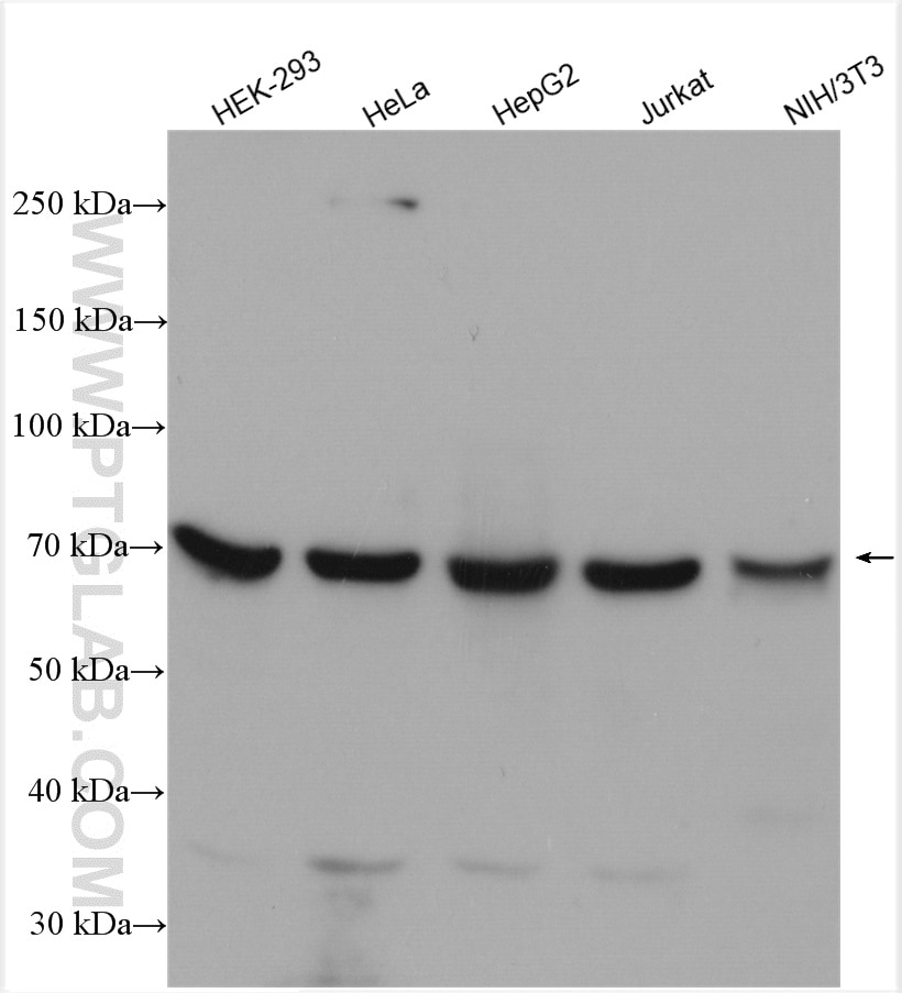 Western Blot (WB) analysis of various lysates using COG6 Polyclonal antibody (14277-1-AP)