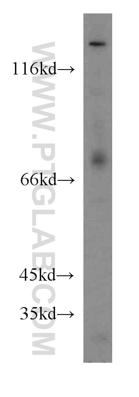 Western Blot (WB) analysis of NIH/3T3 cells using COG6 Polyclonal antibody (14277-1-AP)