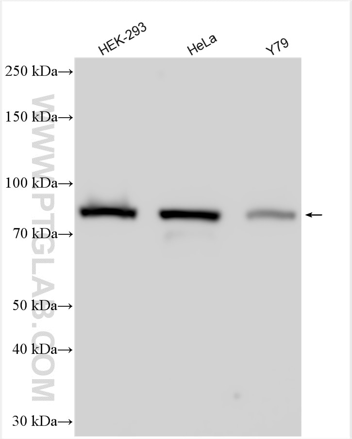 Western Blot (WB) analysis of various lysates using COG7 Polyclonal antibody (13552-1-AP)