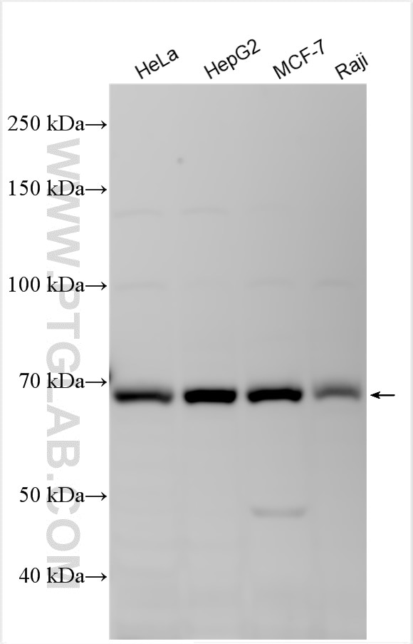Western Blot (WB) analysis of various lysates using COG8 Polyclonal antibody (12661-1-AP)
