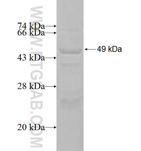 COG8 fusion protein Ag3341 SDS-PAGE