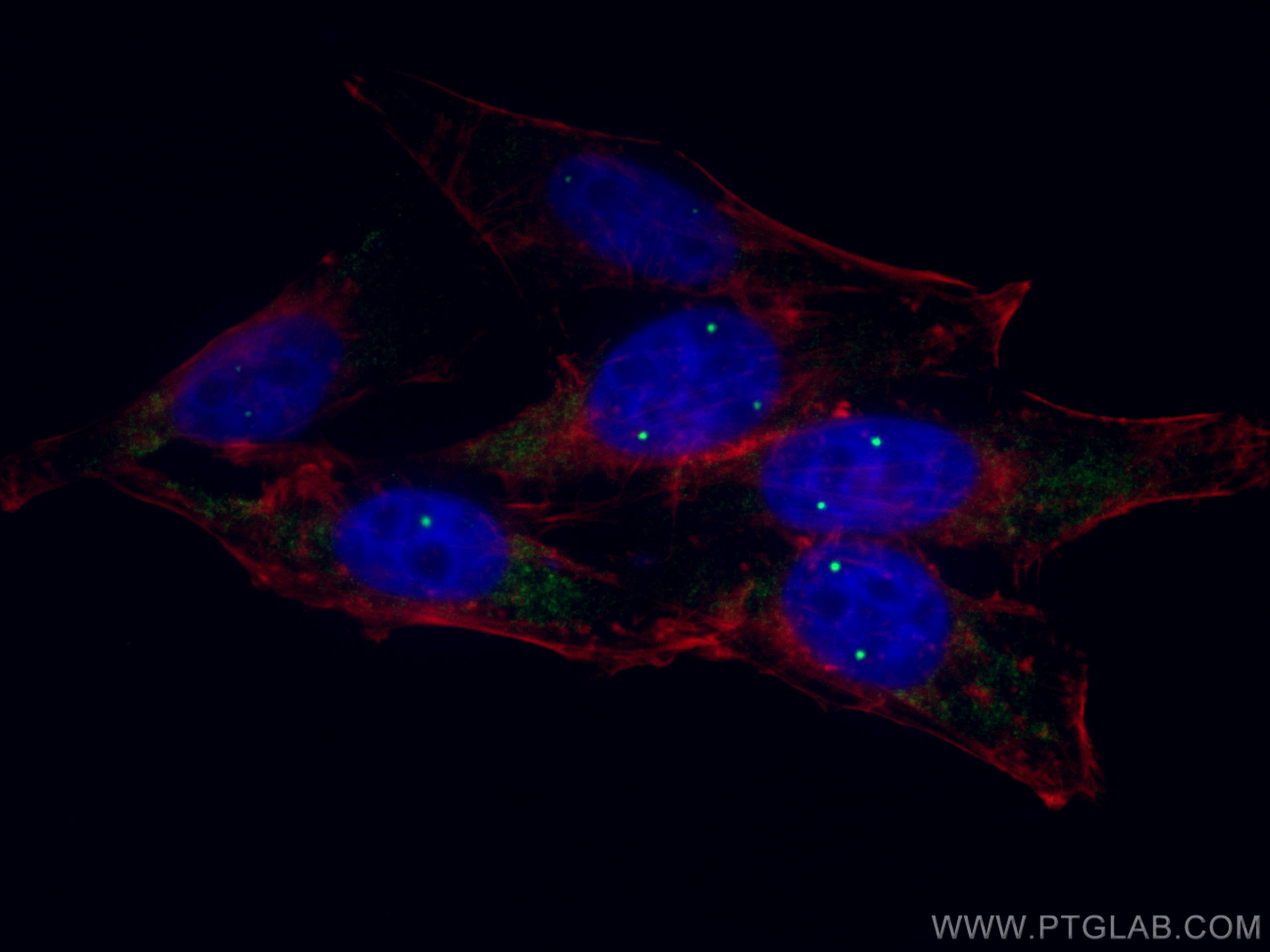 Immunofluorescence (IF) / fluorescent staining of HepG2 cells using COIL Monoclonal antibody (67218-1-Ig)