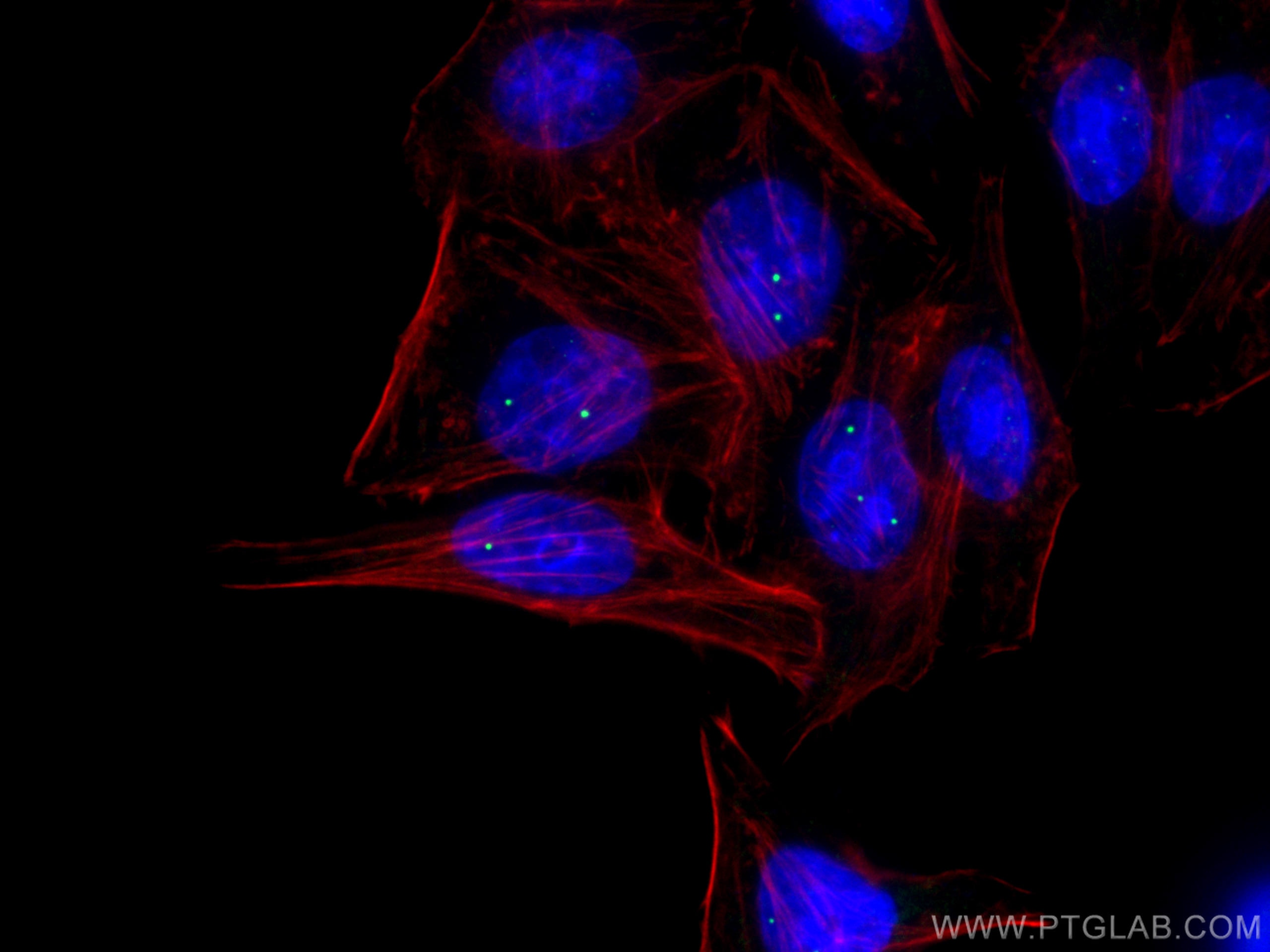 Immunofluorescence (IF) / fluorescent staining of HepG2 cells using COIL Monoclonal antibody (67218-1-Ig)