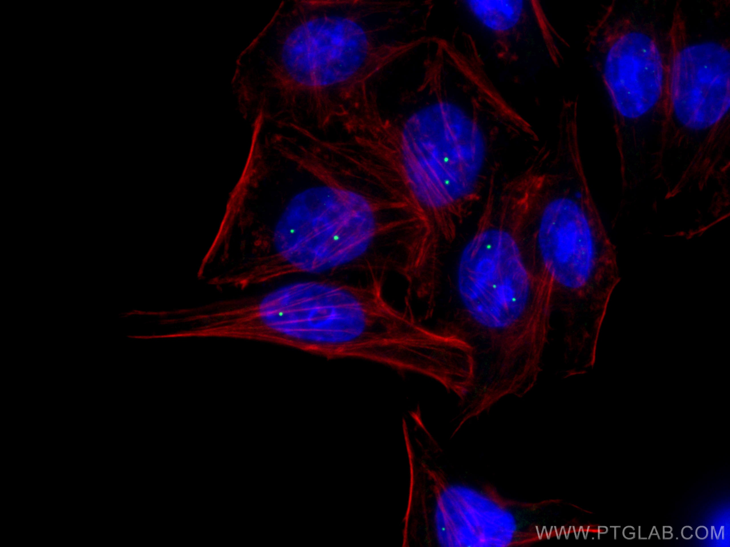 IF Staining of HepG2 using 67218-1-Ig