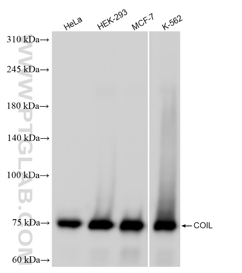 WB analysis using 87171-1-RR Western Blot (WB) analysis of various lysates using COIL Recombinant monoclonal antibody (87171-1-RR)