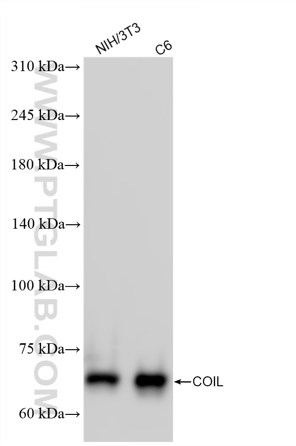 WB analysis using 87171-1-RR Western Blot (WB) analysis of various lysates using COIL Recombinant monoclonal antibody (87171-1-RR)