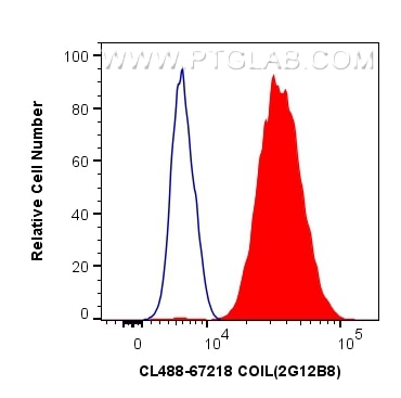 Flow cytometry (FC) experiment of HeLa cells using CoraLite® Plus 488-conjugated COIL Monoclonal anti (CL488-67218)
