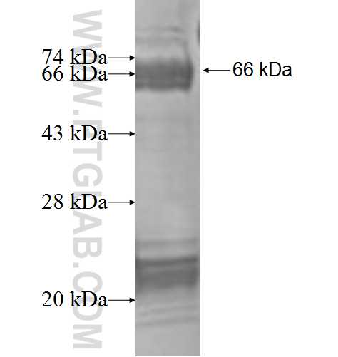 COIL fusion protein Ag1416 SDS-PAGE