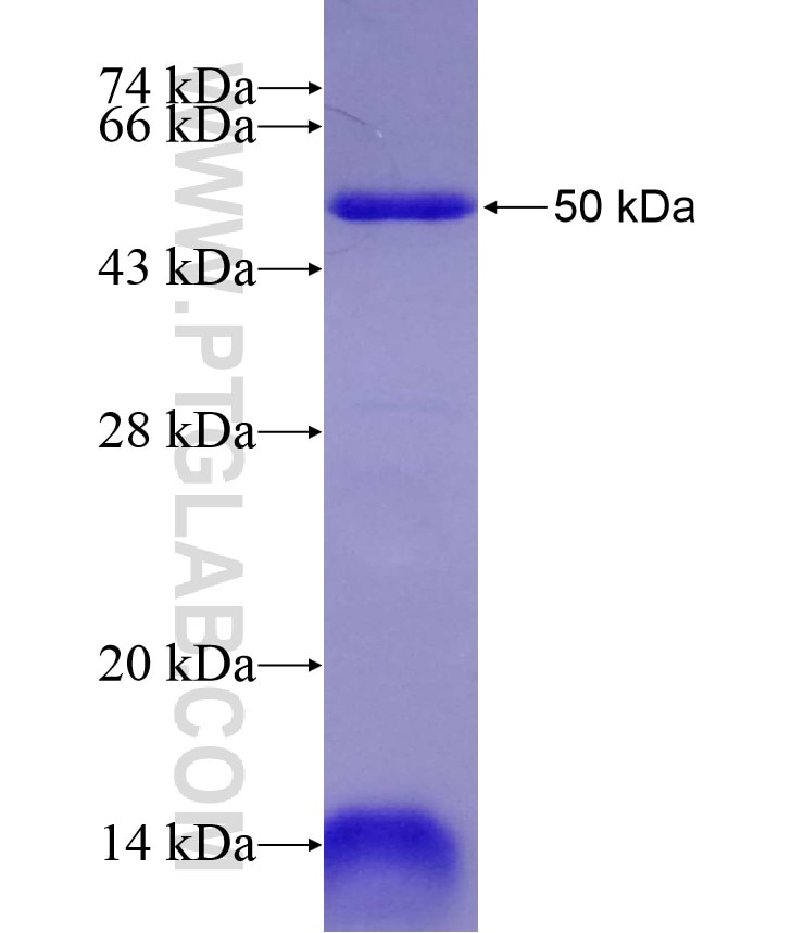 COIL fusion protein Ag17171 SDS-PAGE