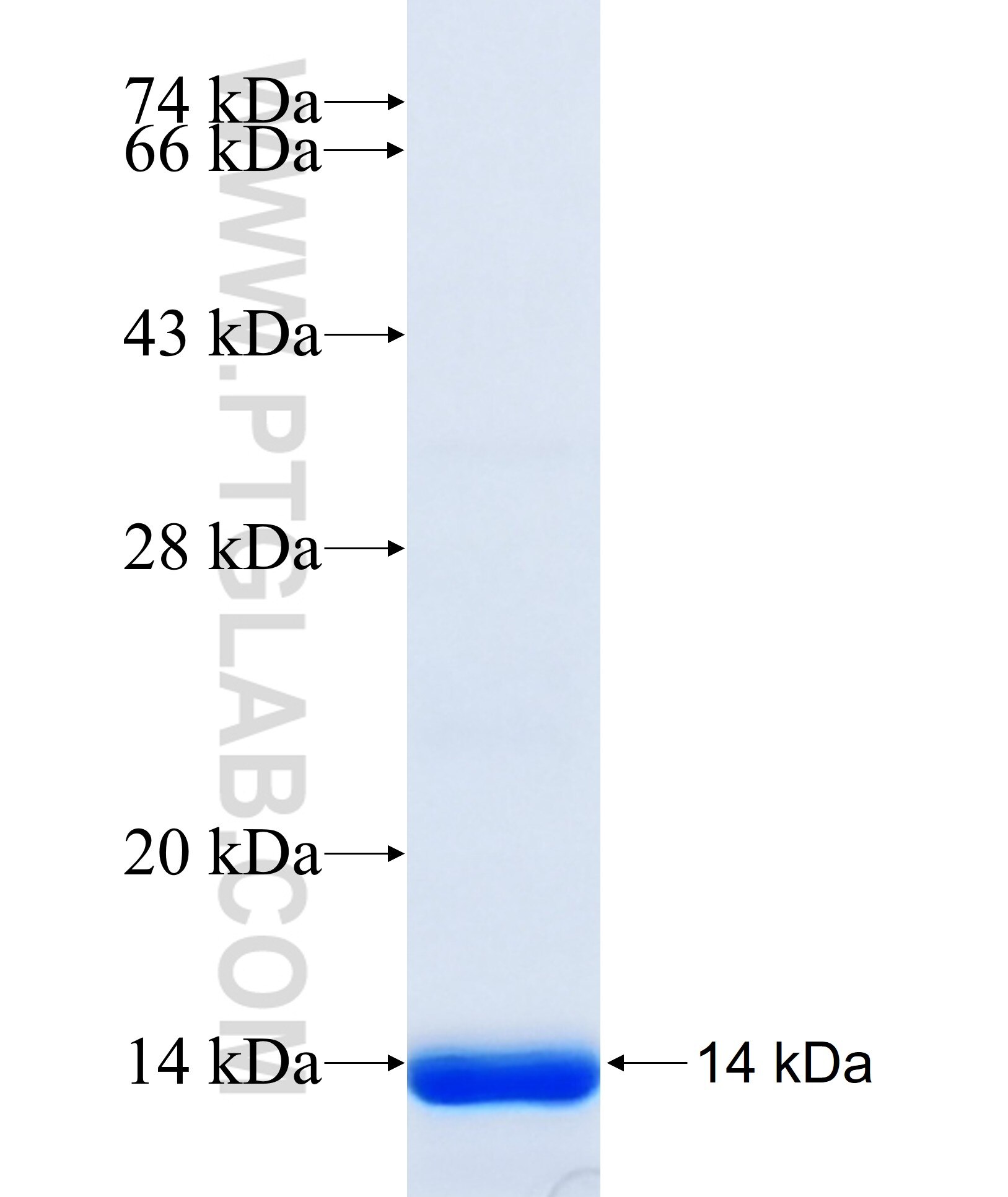 COL10A1 fusion protein Ag34888 SDS-PAGE