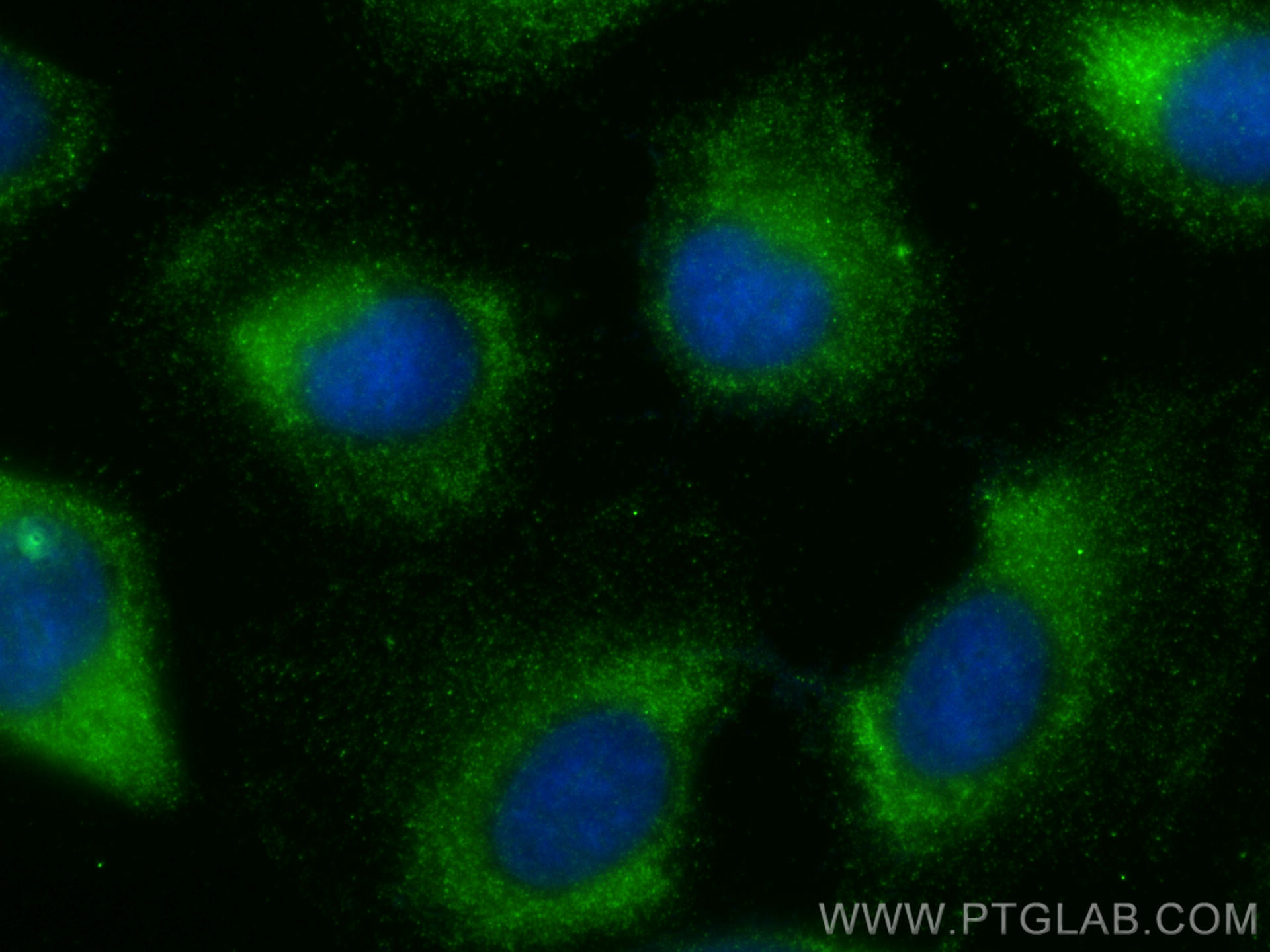 Immunofluorescence (IF) / fluorescent staining of U2OS cells using COL12A1 Polyclonal antibody (30045-1-AP)