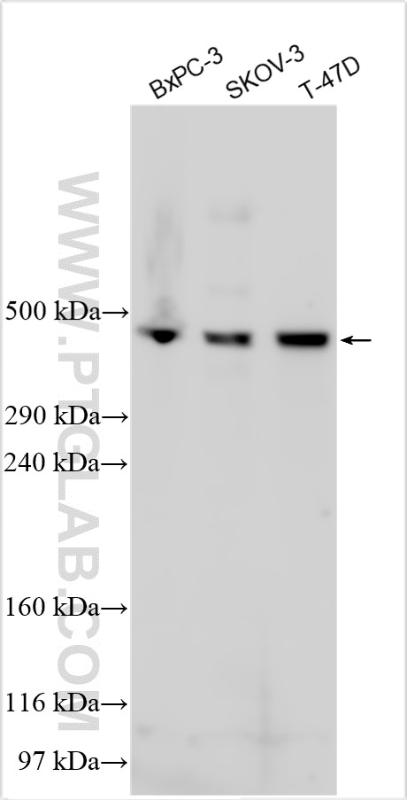 Western Blot (WB) analysis of various lysates using COL12A1 Polyclonal antibody (51113-1-AP)