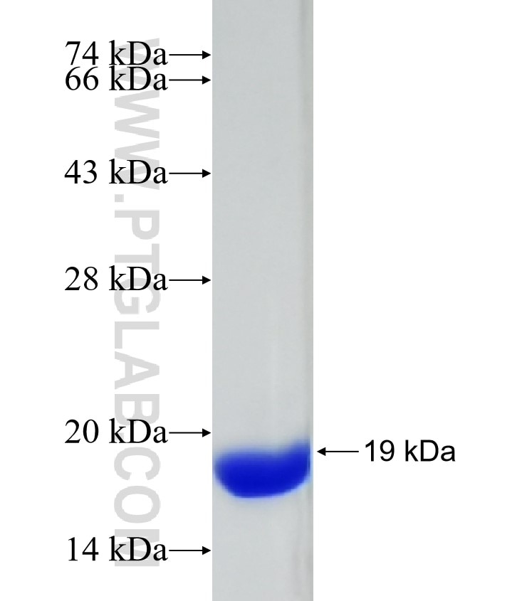 COL12A1 fusion protein Ag32596 SDS-PAGE
