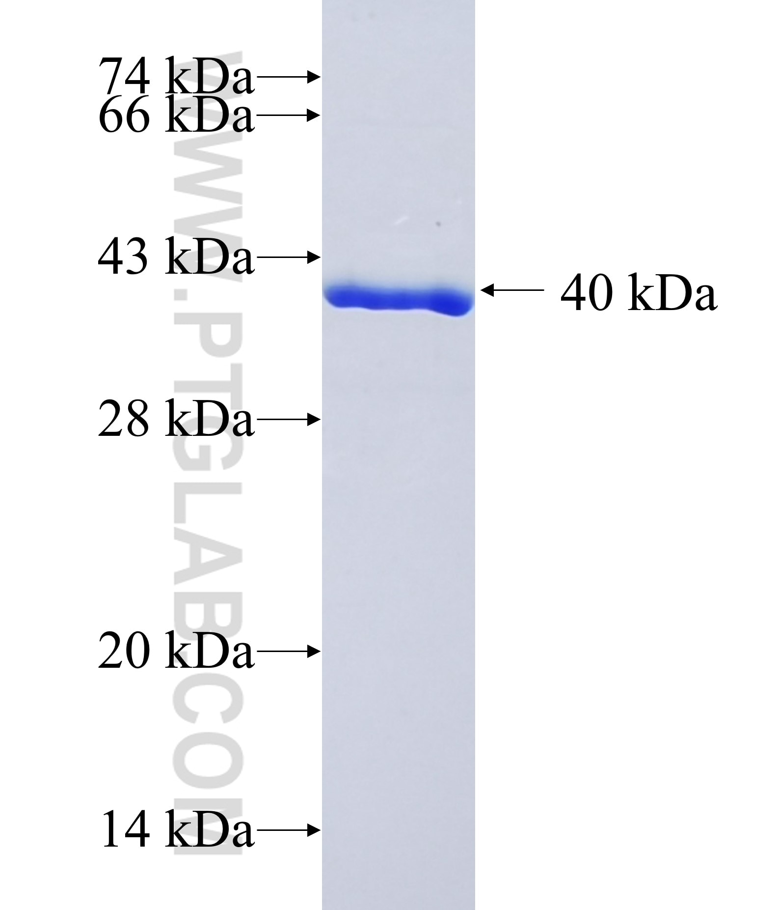 COL12A1 fusion protein Ag32602 SDS-PAGE