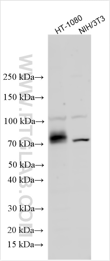 Western Blot (WB) analysis of various lysates using Collagen Type XIII Polyclonal antibody (19801-1-AP)