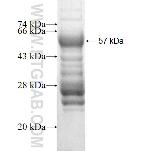 COL14A1 fusion protein Ag9966 SDS-PAGE