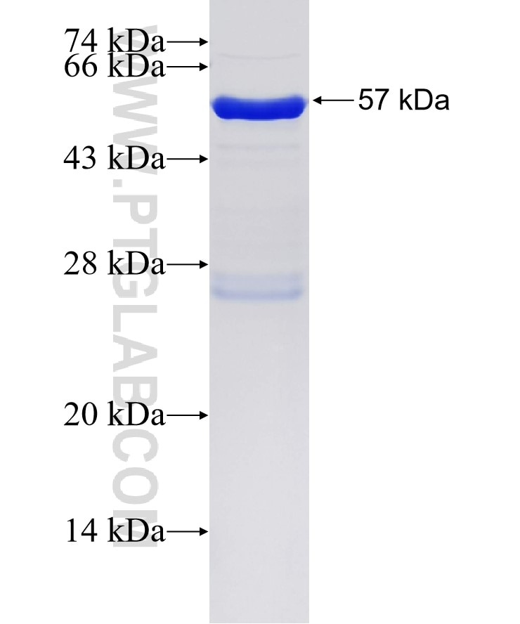 COL15A1 fusion protein Ag34644 SDS-PAGE
