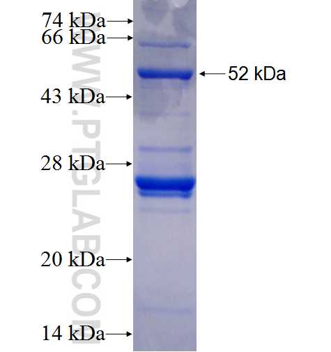 COL1A1 fusion protein Ag22942 SDS-PAGE