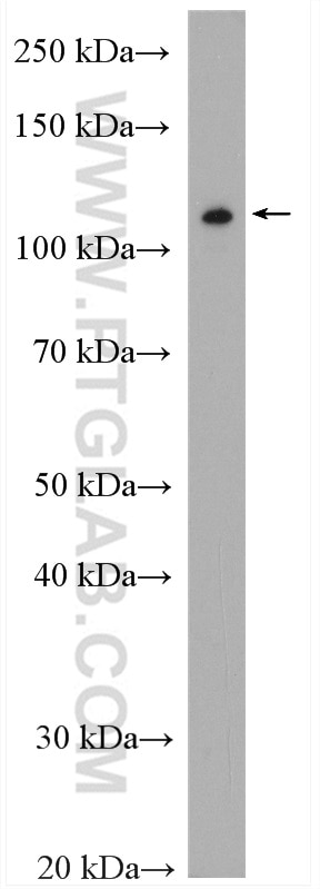 Western Blot (WB) analysis of mouse lung tissue using Collagen Type I Polyclonal antibody (14695-1-AP)