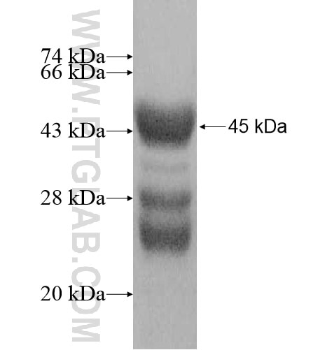 COL20A1 fusion protein Ag11280 SDS-PAGE