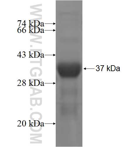 COL23A1 fusion protein Ag5640 SDS-PAGE