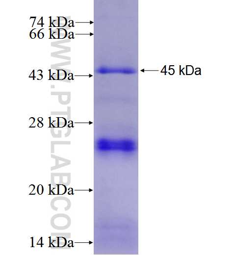 COL25A1 fusion protein Ag3634 SDS-PAGE