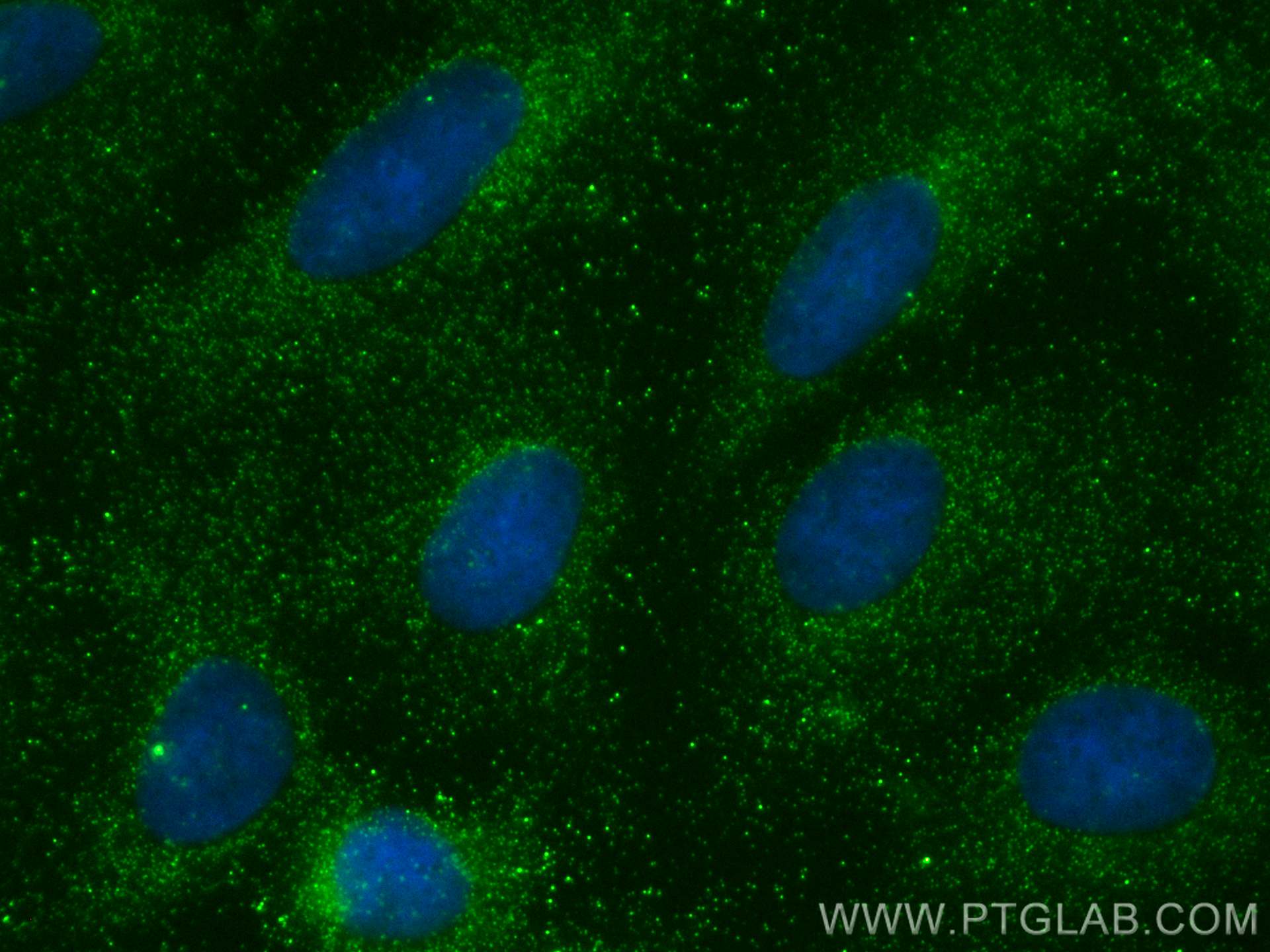 Immunofluorescence (IF) / fluorescent staining of U2OS cells using COL26A1 Polyclonal antibody (21106-1-AP)
