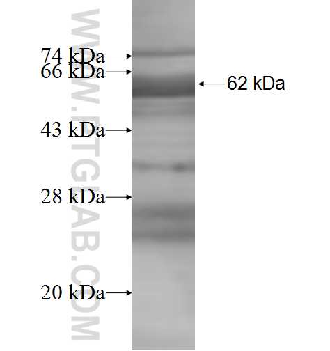 COL27A1 fusion protein Ag8140 SDS-PAGE