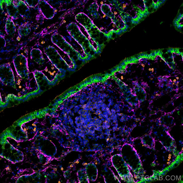 Immunofluorescence (IF) / fluorescent staining of mouse colon tissue using Collagen Type III (N-terminal) Polyclonal antibody (22734-1-AP)