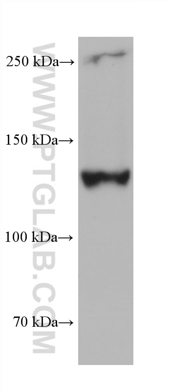 WB analysis of rabbit large intestine using 68320-1-Ig