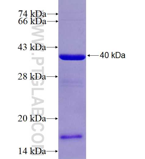 COL3A1 fusion protein Ag4229 SDS-PAGE