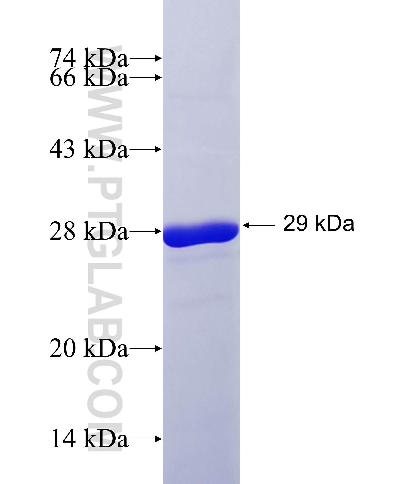 COL4A1 fusion protein Ag34402 SDS-PAGE