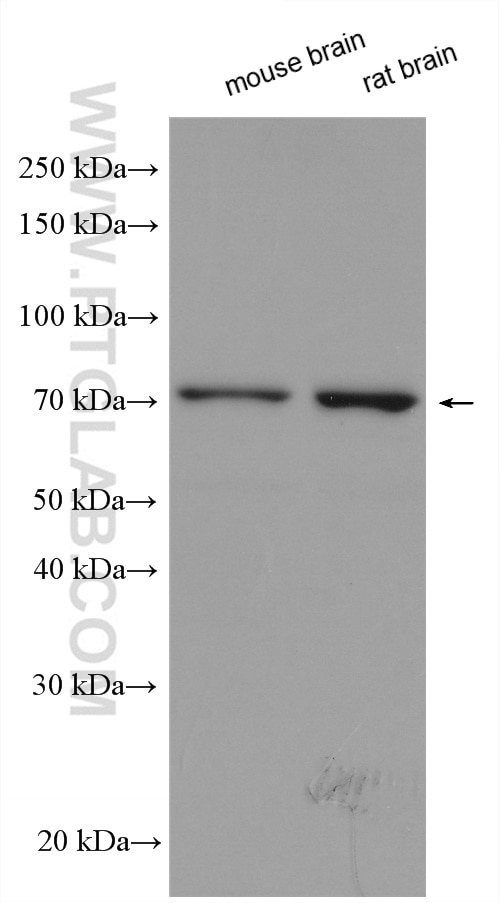 Western Blot (WB) analysis of various lysates using COL4A3BP Polyclonal antibody (15191-1-AP)
